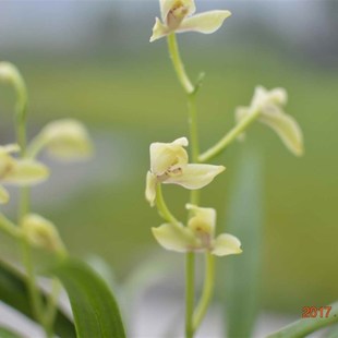 【冯达锋国兰】样品兰花苗四季建兰:蚕丛梅