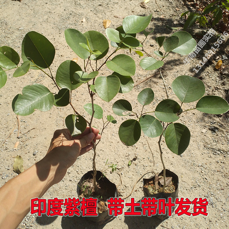 印度小叶紫檀树苗正宗檀香紫檀树苗名贵苗木盆栽庭院盆景常绿植物
