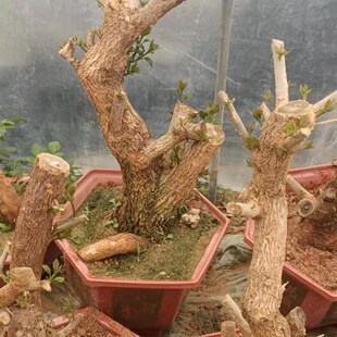 三角梅老树桩大型盆栽四季开花爬藤植物花卉提根盆景安格斯云南紫