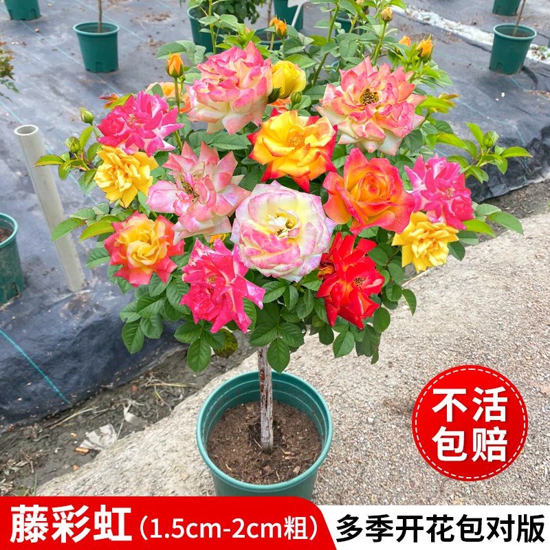 棒棒糖树桩月季花苗四季开花室外庭院嫁接特大花卉盆栽玫瑰花树苗