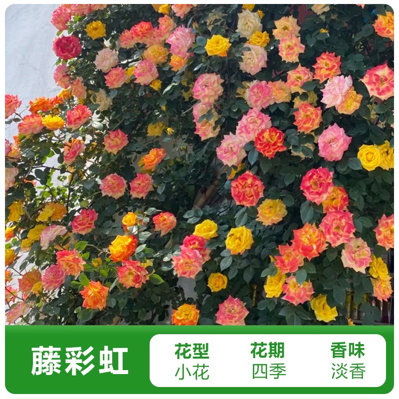 佛罗伦蒂娜爬藤月季花苗四季开花盆栽易活蔷薇花期长易活好养玫瑰