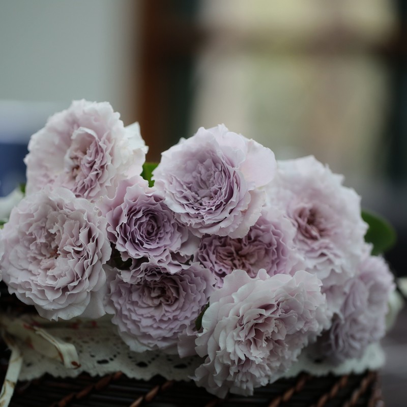 欧月蜻蜓灌木月季花苗阳台植物盆栽四季开花浓香多头多花微月蔷