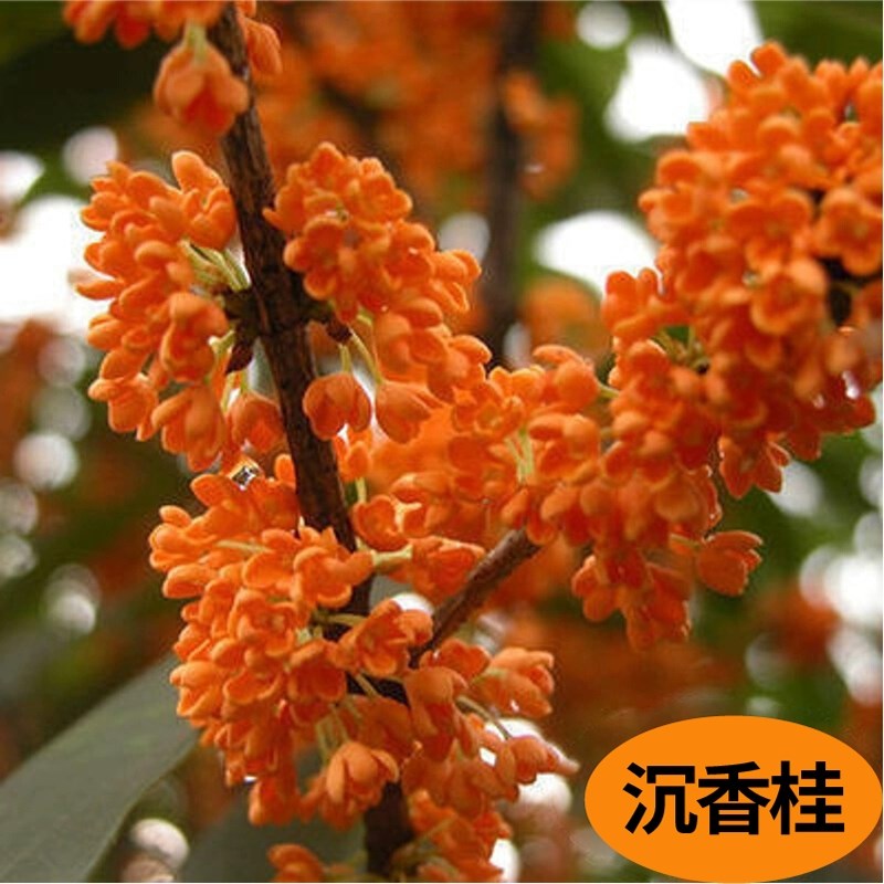 桂花盆栽嫁接四季桂树苗大树庭院地栽八月桂花苗可食用浓香型丹桂