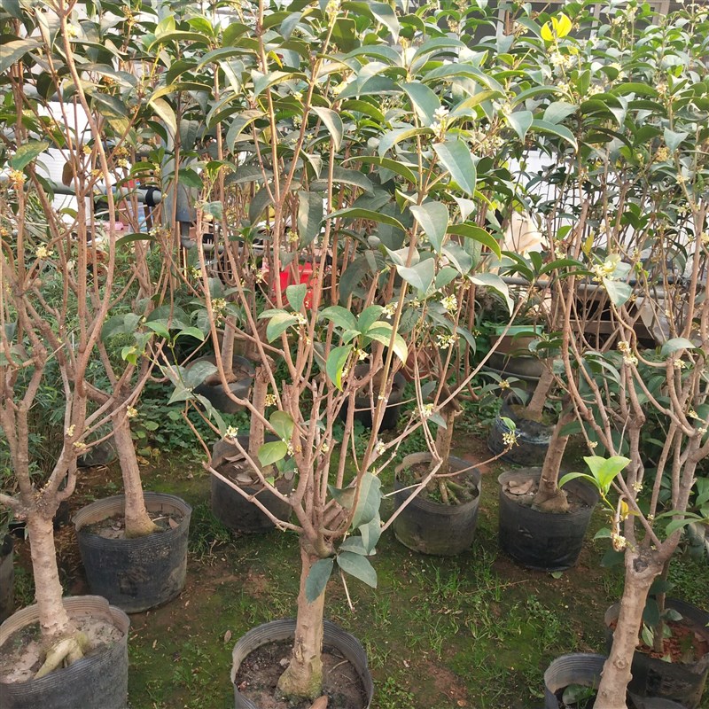 桂花盆栽 嫁接桂花树 天香台阁日香桂 金桂四季开花 四季佛顶珠