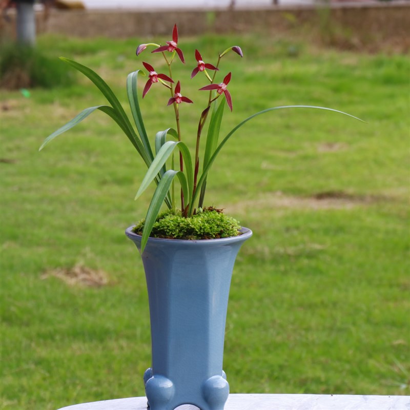 浓香型建兰紫云带花苞兰花苗紫红花夏秋可多次开绿植盆栽花卉植物