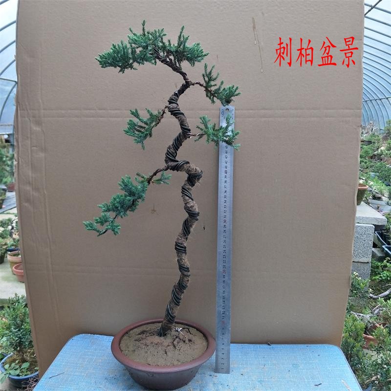 正宗五针松小苗 五针松素材苗 大板松苗 五针松盆景造型树桩包邮