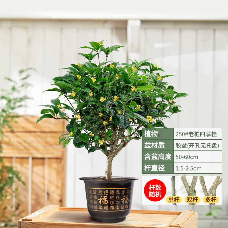 桂花树苗盆栽四季桂金桂浓香型室内植物庭院阳台盆景地栽四季开花