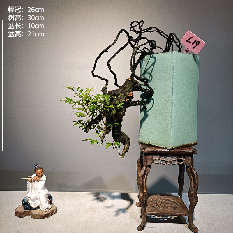 小叶紫檀盆景树苗花卉盆栽办公室植物悬崖临水造型精品桌面绿植