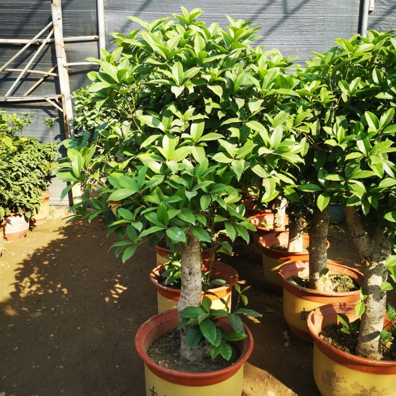 大型盆景桂花树室外盆栽嫁接四季桂浓香型促销深圳同城送货上门