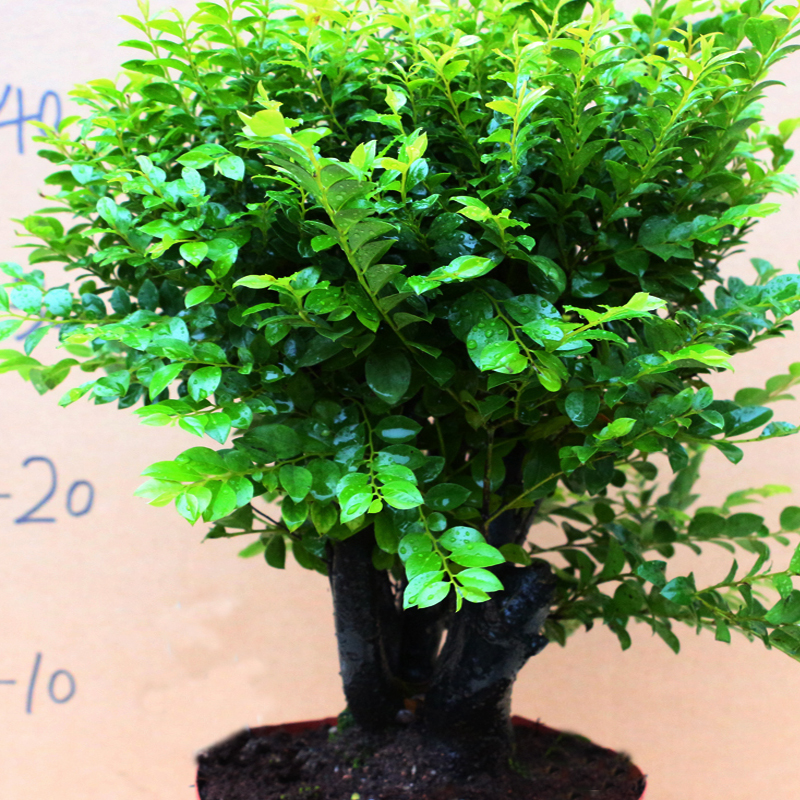 小叶紫檀木树桩盆景室内客厅花卉紫檀树苗盆栽绿植四季常青吸甲醛