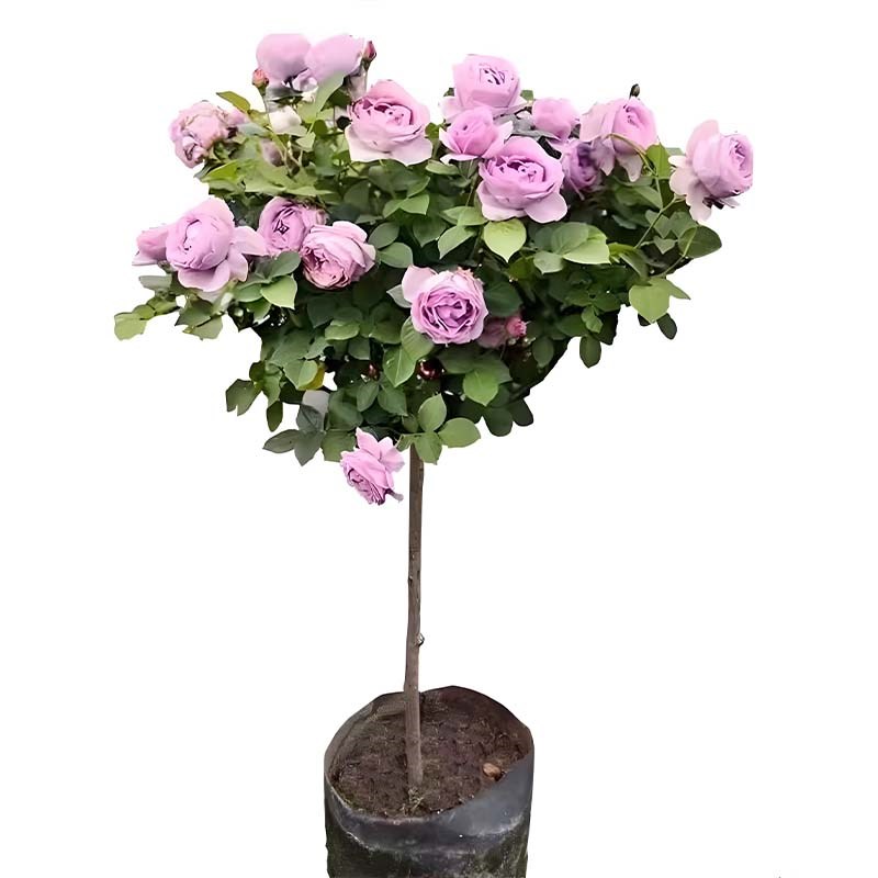 树桩月季棒棒糖花苗特大花浓香盆栽果汁阳台玫瑰四季开花耐寒花卉
