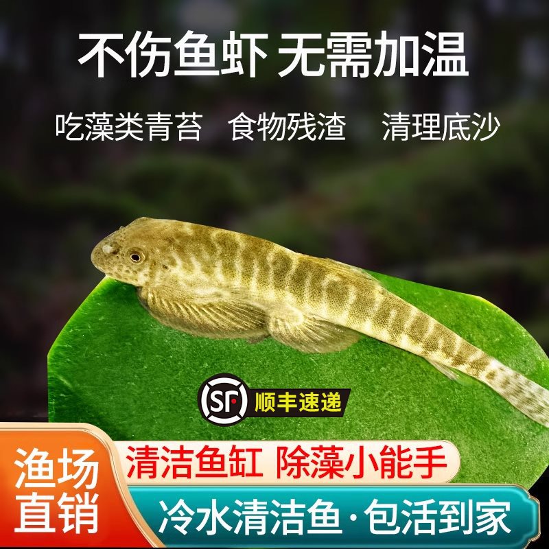 冷水清洁鱼清理鱼缸青苔褐藻清道夫吸鳅琵琶鱼吃鱼粪除藻工具鱼