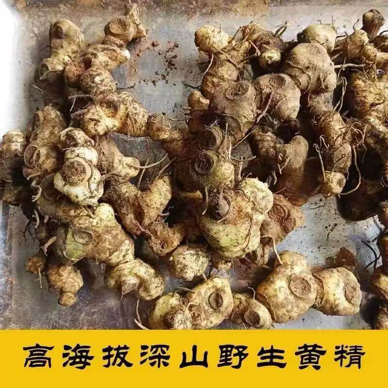现挖新鲜包邮鸡头黄精老虎姜大个野生多花黄精家用炖煮泡酒食材
