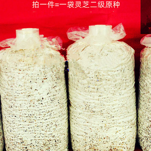 灵芝原种二级种适合木头种植