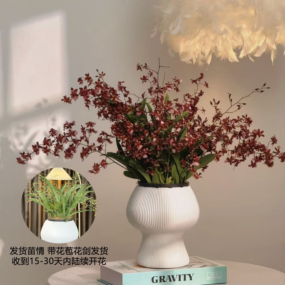 【送蘑菇花盆】7-10支花剑红色梦香兰文心兰精致兰花名贵花卉盆栽