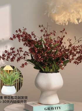 【送蘑菇花盆】7-10支花剑红色梦香兰文心兰精致兰花名贵花卉盆栽