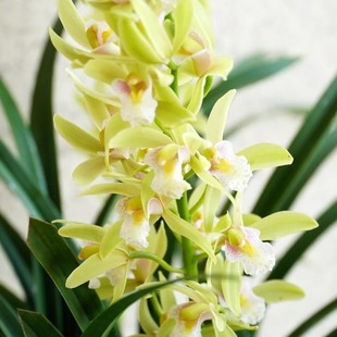 3剑香水香兰浓香带花苞发货室内客厅绿植 年宵花基地直发