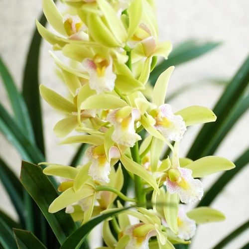 年宵2-3剑香水香兰浓香带苞