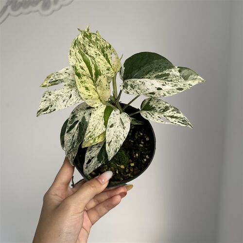 薄荷麒麟尾Epipremnum pinnatum variegated进口天南星科热植