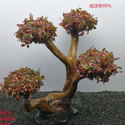 火焰森林水草树紫红丁香树鱼缸造景装饰带底座绑好水草