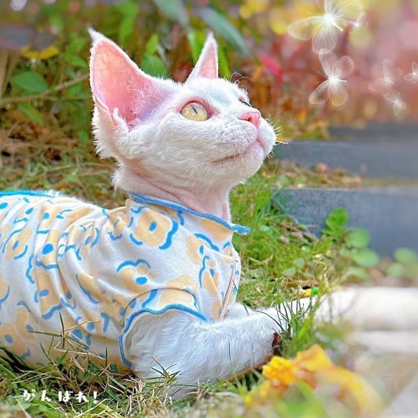 衣服服打底克猫咪衣服幼犬轻薄斯芬小型猫咪夏季无毛猫透气斯德文