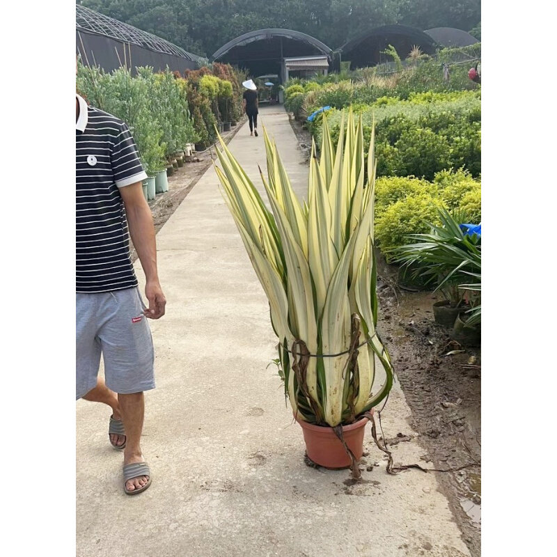 金边万年麻大盆栽室外庭院暴晒耐旱绿植龙舌兰科花镜观叶阳台植物