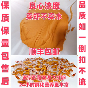 冰冻大红卵丰年虾幼虫卤幼免孵化小型观赏鱼孔雀鱼超浓鱼食饲料