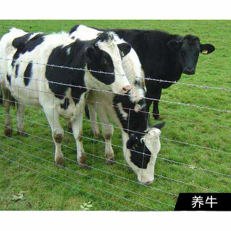 现货速发直发镀锌防锈铁丝网养殖网围栏防护网护栏网牛栏网养牛养