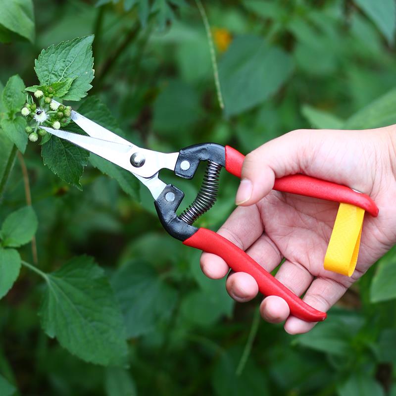 采果剪园林园艺修枝剪疏花疏果剪葡萄桔子花椒枸杞短长头采摘剪刀