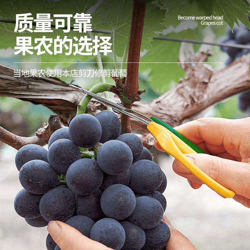 葡萄剪子蔬果专用剪刀翘头果蔬剪修枝水果店黑提子摘果剪阳光玫瑰,3C数码配件,USB多功能数码宝,淘宝优惠券,粉丝福利购,淘宝优惠卷