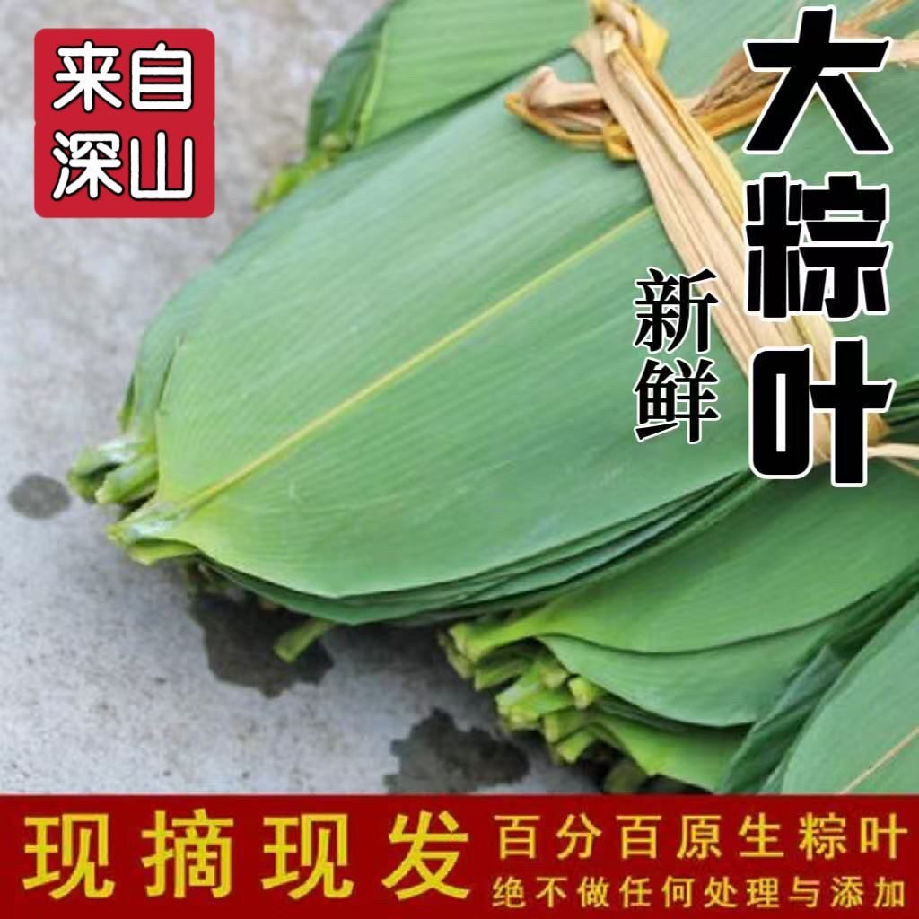 端午节特大新鲜粽叶纯天然野生箬叶节日美食竹叶家用手工采摘商用农家包粽子包邮叶子非干新叶无防腐剂粽香浓郁节日美食竹叶家用