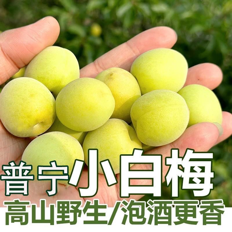 青梅泡酒专用现摘新鲜果腌制半成品果干休闲方便解腻开胃家庭果酒无需处理轻加工网红款果脯精选小零食便捷冰糖泡制解馋爽口省事