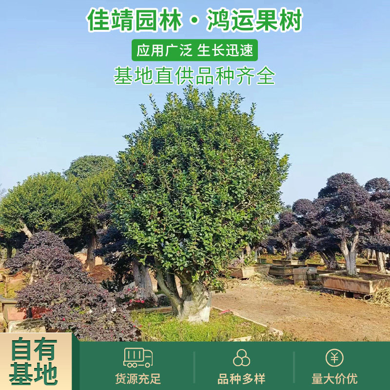 无刺枸骨球鸿运果四季常青北方庭院绿化苗木基地供应盆景耐寒绿植