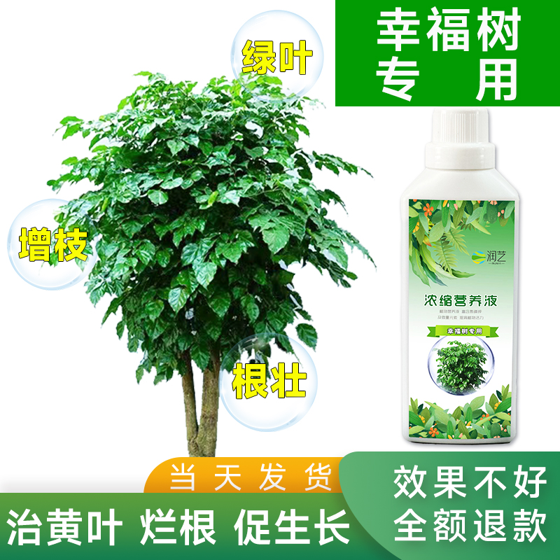 幸福树专用肥料营养液室内养花盆栽复合肥平安树掉叶黄叶植物养护