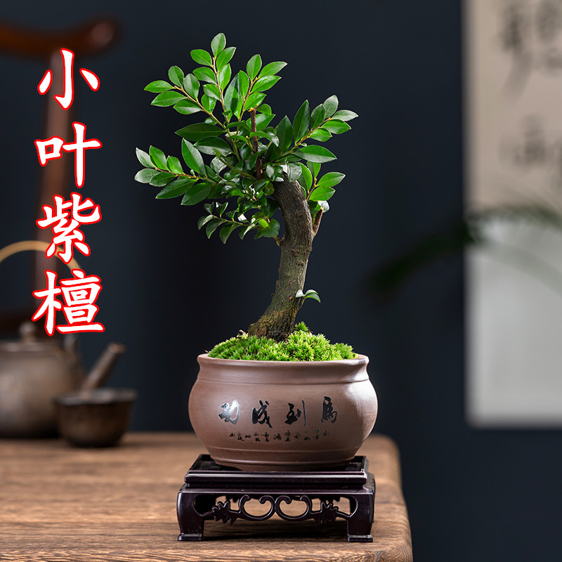 小叶紫檀盆景盆栽树植物室内花四季好养活客厅阳台办公室桌面绿植