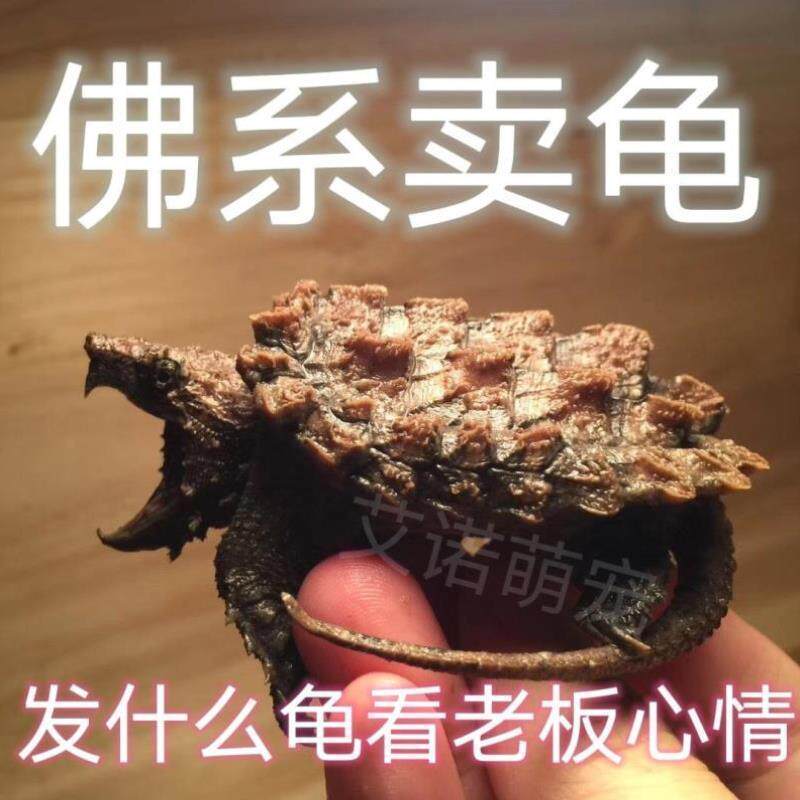 乌龟红面蛋龟剃刀龟墨西哥龟火焰龟地龟鳄龟圆澳龟深水龟草花黑巴