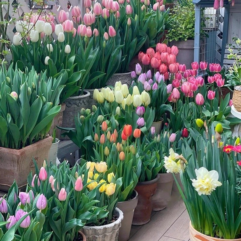 【下单立减50】荷兰进口郁金香种球庭院阳台盆栽花卉植物新手好ZQ