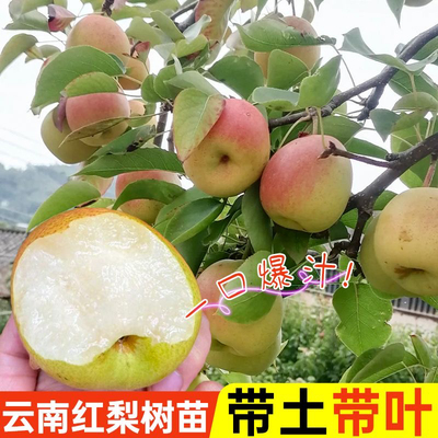 云南红梨梨树树苗庭院阳台种植正宗嫁接优质大果好养易活果苗果树