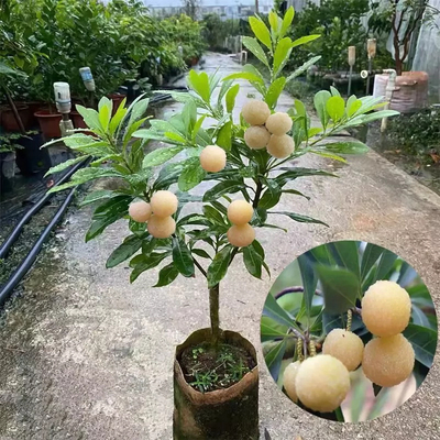 云南杨梅树苗白水晶东魁黑炭杨梅南北方种植嫁接盆栽地栽当年结果