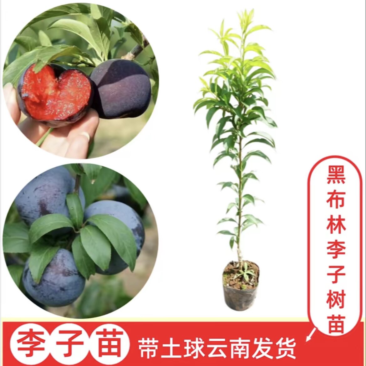 【黑布林李子】云南嫁接李子树苗  盆栽地栽果树苗  带土球发货