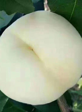 新品种白肉晚熟嫁接桃树苗南方北方种植果树盆栽地栽当年结果耐寒
