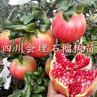【会理石榴树苗】带土球盆栽地栽当年结果全国种植高产易活好养