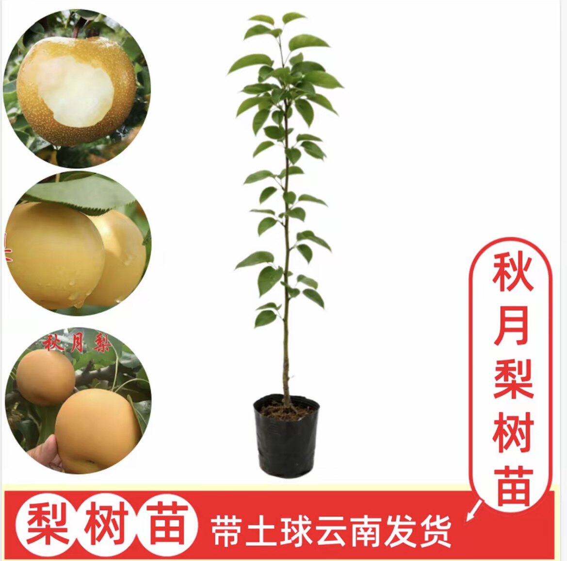【秋月梨】云南嫁接梨树苗  盆栽地栽果树苗  带土球发货