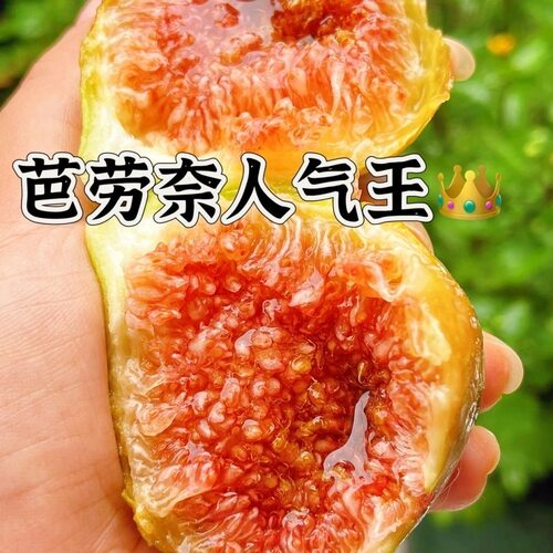芭劳奈无花果果树苗特大果盆栽地栽无花果苗南方种植当年结果