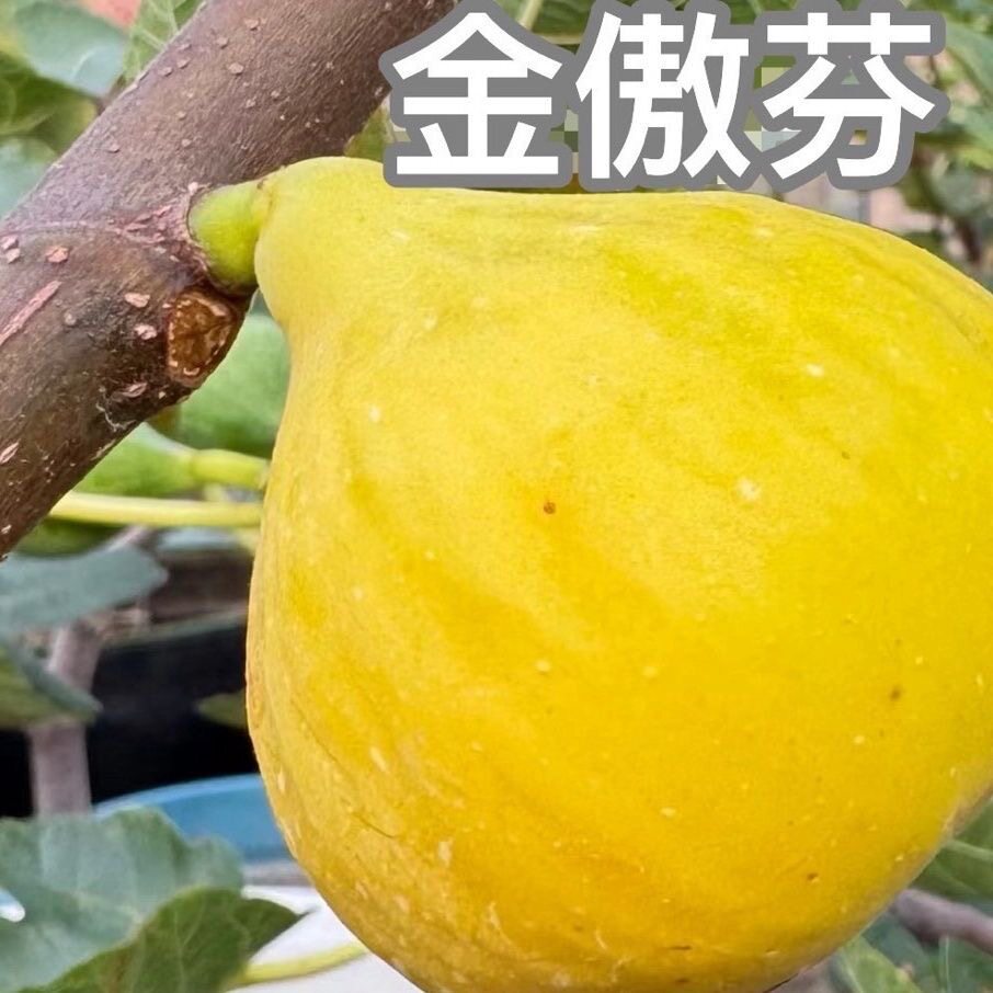 金傲芬无花果树苗特大果盆栽四季庭院阳台地栽南北方当年结果好养