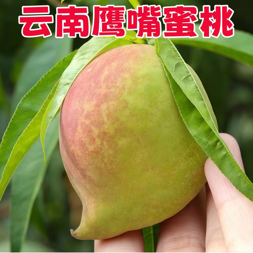 桃树苗嫁接正宗云南鹰嘴桃苗南北方种植盆栽地栽阳台庭院当年结果