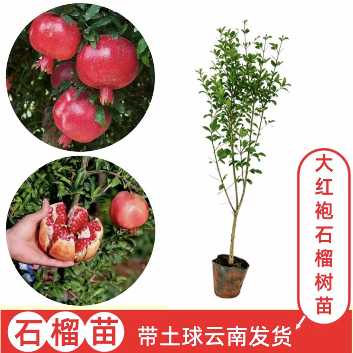 【大红袍石榴】云南石榴树苗 盆栽地栽南北方果树苗 带土球发货