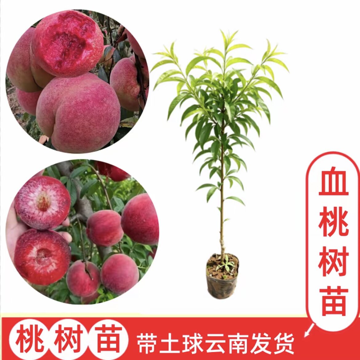 【血桃】云南嫁接桃树苗  盆栽地栽果树苗  带土球发货