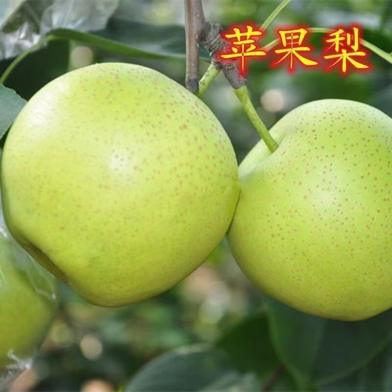 新品种嫁接苹果梨树苗正宗脆甜薄皮当年结南北方盆栽四季种植耐寒