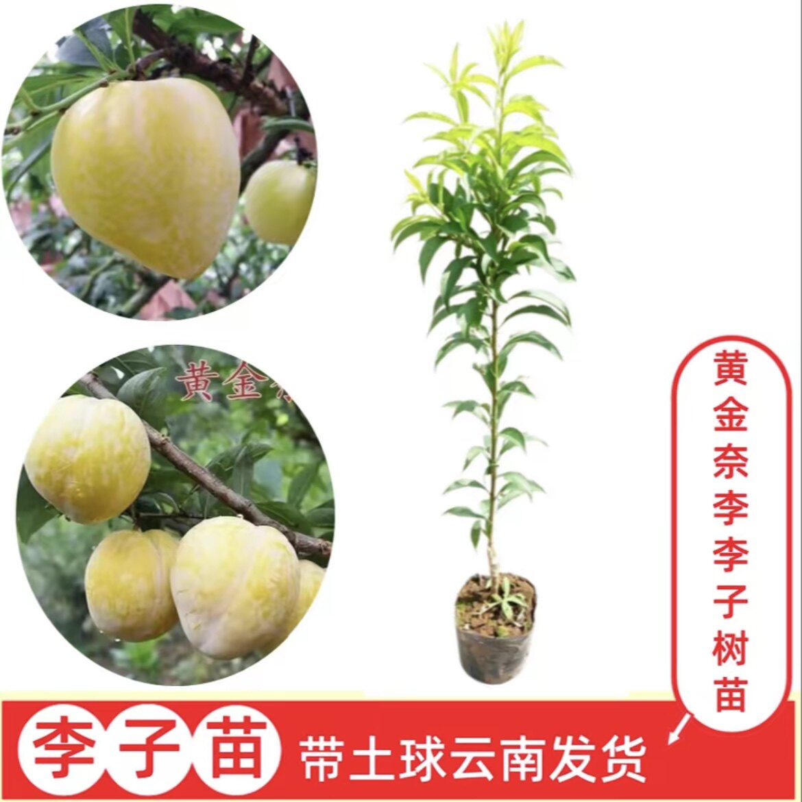 【黄金奈李子】云南嫁接李子树苗  盆栽地栽果树苗  带土球发货
